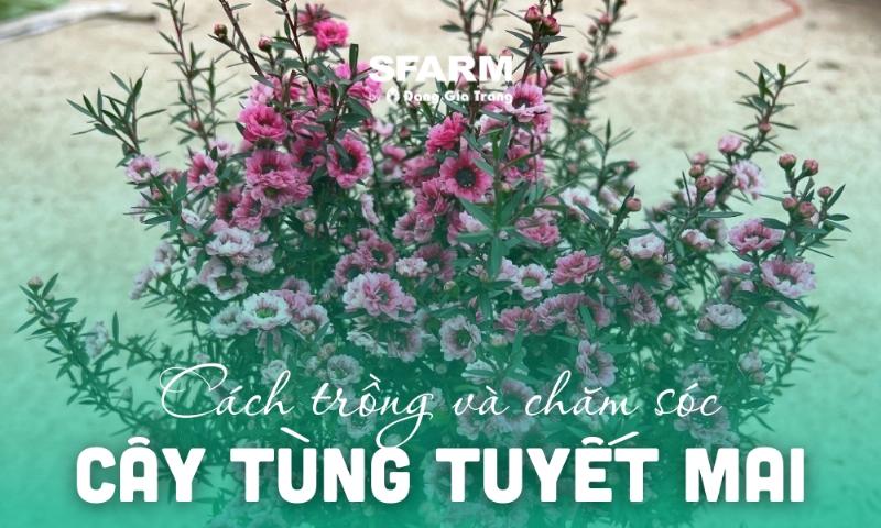 Cây tùng tuyết mai con sau khi nhân giống đang phát triển khỏe mạnh